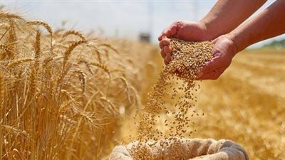 7.3 مليون فدان قمح.. مصر تحقق أكبر إنتاج في تاريخها