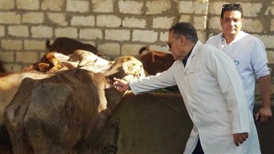 تحصين 2900 رأس ماشية ضمن أعمال الحملة القومية للتحصين بالفيوم