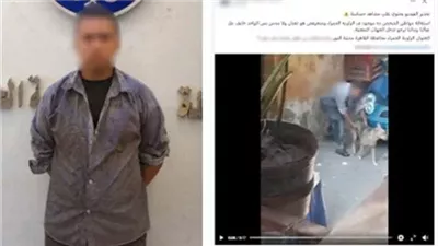 يعاني من حالة نفسية .. تفاصيل اتهام شخص بالتعدي على كلب بالقاهرة