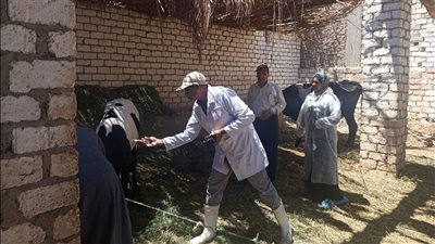 بدء أعمال الحملة القومية للتحصين ضد مرضي “القلاعية” و