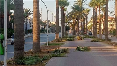 رأس البر تواصل أعمال تقليم الأشجار ورفع كفاءة المسطحات الخضراء