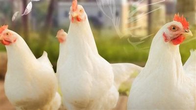 إرتفاع طفيف في أسعار الدواجن البيضاء واللحوم بالفيوم 