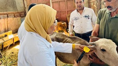 الزراعة: تحصين أكثر من 2 مليون رأس ماشية ضمن الحملة القومية ضد الحمى القلاعية والوادي المتصدع 