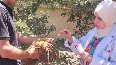 بيطري الشرقية تُحصن 120 ألف طائرًا ضد إنفلونزا الطيور والأمراض الوبائية 