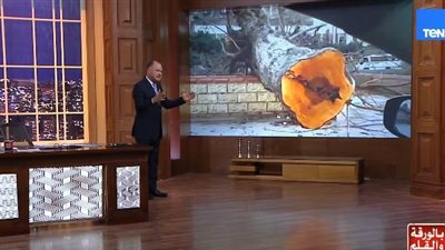 نشأت الديهي يطالب بمحاكمة المسؤول عن قطع شجرة تاريخية