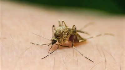 فيروس غرب النيل يثير القلق في أوروبا.. 1086 إصابة في 15 دولة
