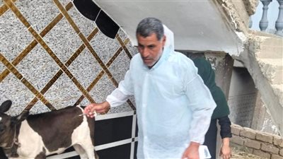 تحصين 41 ألفًا و979 رأس ماشية ضد الحمى القلاعية وحمى الوادي المتصدع