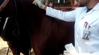 تطعيم وترقيم خيول منطقة الأهرامات قبل انطلاق «Longines Global Champions Tour 2026»