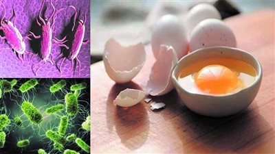 السالمونيلا.. الرعب يخرج من «بيضة»