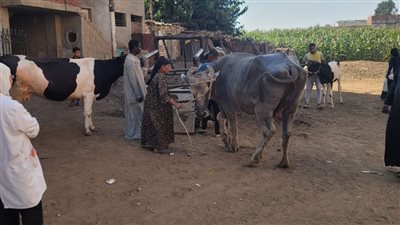  علاج 42 حيوانًا و1000 طائر في قافلة بيطرية مجانية بكفر مهنا بالغربية