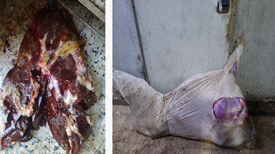 محافظ أسيوط: الطب البيطري يضبط أكثر من 4 أطنان لحوم ودواجن غير صالحة