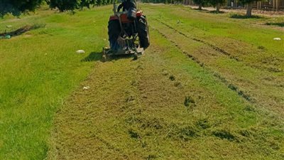 استمرار أعمال التشجير ورفع كفاءة المسطحات الخضراء بمدينة 15 مايو