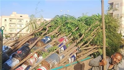 100 ألف شجرة.. جهاز الشروق: زيادة معدلات التشجير بالأحياء والمناطق