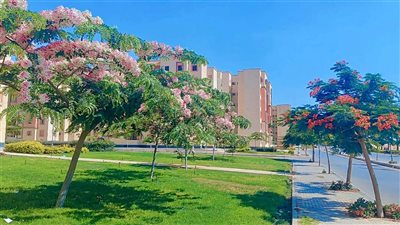 وزارة الإسكان تواصل خطتها للتوسع في أعمال التشجير بكافة المدن الجديدة 