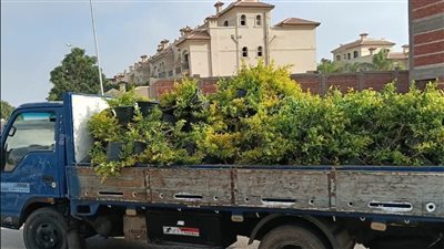 رئيس جهاز الشروق يتابع خطة متكاملة لصيانة المسطحات وزيادة الأشجار