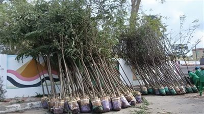 تفاصيل زراعة 7 ملايين شجرة خلال العام المالي الحالي