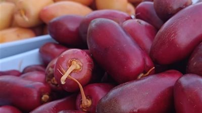 فنادق الغردقة تنظم مهرجان البلح بمشاركة السياح 