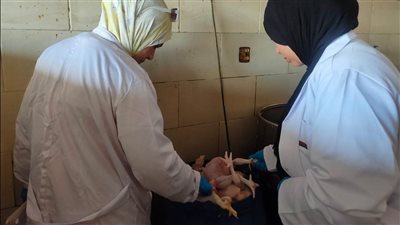 إعدام أغذية غير صالحة والتحفظ على 60 كجم من اللحوم والدواجن بالعاشر من رمضان