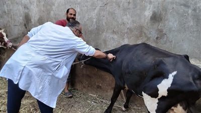  تحصين 290 ألف حيوان بالغربية ضد الحمى القلاعية والوادي المتصدع 