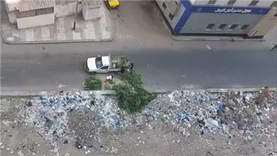 تحدٍ ى لقرار رئيس مجهولون يقطعون شجرة ضخمة بمسار ترام الإسكندرية
