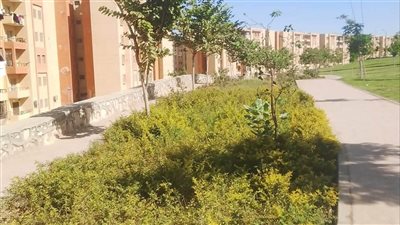 جهاز 15 مايو يواصل أعمال التشجير والرعاية الزراعية بالمدينة