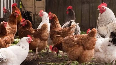 الفراخ البيضاء تسجل 90 جنيها والبلدي 150 جنيها
