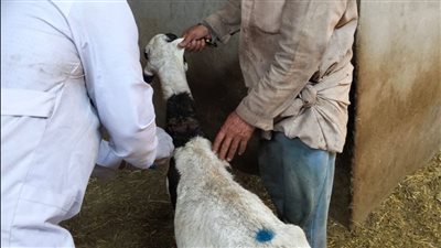 تحصين 907 آلاف رأس ماشية بالشرقية خلال الأسبوع الثاني من الحملة القومية