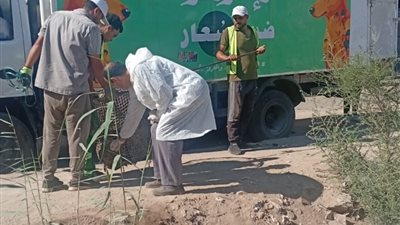 حملات مكثفة للطب البيطري بالدقهلية للتعامل مع الكلاب الضالة 