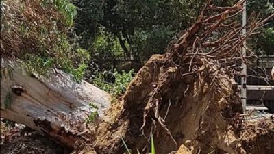 سقطت بشكل طبيعي.. محافظة القاهرة تنفي قطع أشجار الكافور المعمرة بحي المعادي