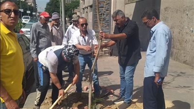 أشجار ونباتات مزهرة تزين شوارع الدقي ضمن 