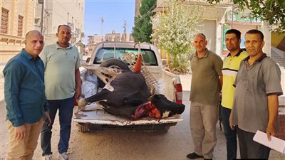 ضبط بقرة نافقة مذبوحة قبل بيعها بأسواق الفيوم 