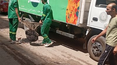 حملات مكثفة لمواجهة الكلاب الضالة حفاظًا على المواطنين في الدقهلية 