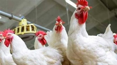 إرتفاع أسعار اللحوم والدواجن البيضاء بأسواق الفيوم 