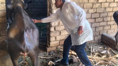بيطري المنيا: تحصين 146 ألفًا و341 رأس ماشية