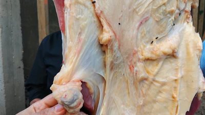 بيطرى المنيا: ضبط 1.5 طن لحوم ودواجن ومنتجاتها