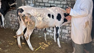 إنتظام فعاليات الحملة القومية  للتحصين ضد الحمى القلاعية  بالبحيرة