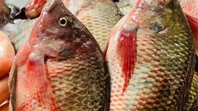 أسعار اللحوم والأسماك في أسواق كفر الشيخ