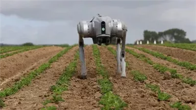 روبوتات الكلاب تقتحم الزراعة لمراقبة المحاصيل واكتشاف الأمراض