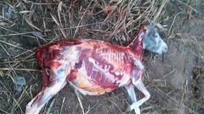 بيطريون: جلود الحمير ليست منشطً جنسيًا.. وقرن الخرتيت الأفضل