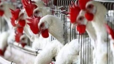 ننشر أسعار الفراخ اليوم في بورصة الدواجن