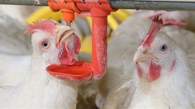 ننشر أسعار الفراخ في بورصة الدواجن