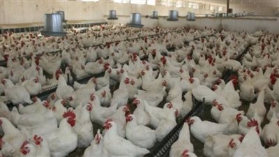 ارتفاع أسعار الفراخ اليوم في بورصة الدواجن
