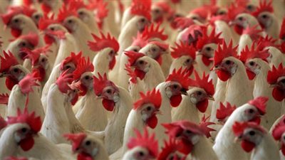 انخفاض أسعار الفراخ في بورصة الدواجن