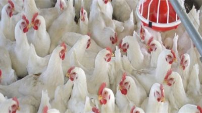 ارتفاع أسعار الفراخ اليوم في بورصة الدواجن.. والساسو بـ32جنيهًا