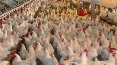 ارتفاع أسعار الفراخ.. والكيلو يسجل 35 جنيهًا