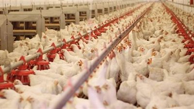 شاهد...انخفاض أسعار الفراخ اليوم في بورصة الدواجن