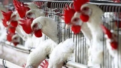 ارتفاع أسعار الفراخ اليوم في بورصة الدواجن