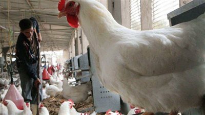 انخفاض أسعار الفراخ في بورصة الدواجن اليوم