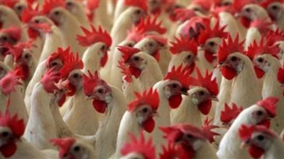 انخفاض أسعار الفراخ اليوم.. والساسو بـ28جنيهًا