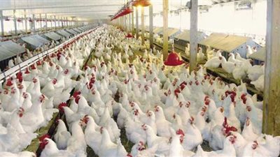 انخفاض أسعار الفراخ اليوم في بورصة الدواجن